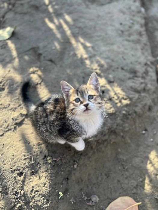 Отдам котят в хорошие руки