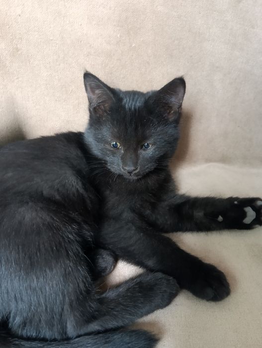 Котенок мальчик.