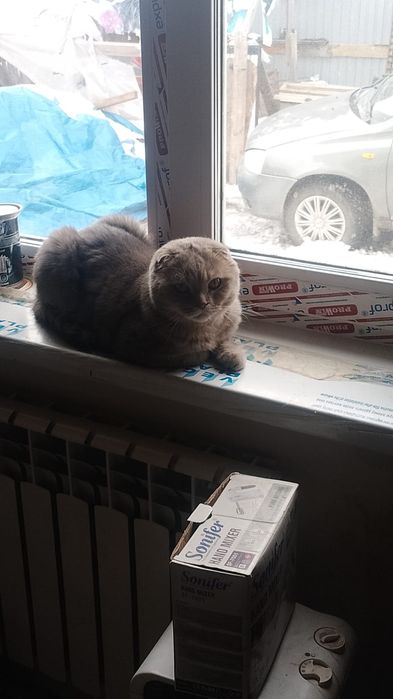 Бесплатно кот британец вислоухий
