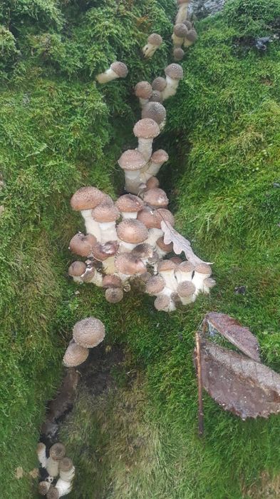 Vand ghebe 35 de lei kg