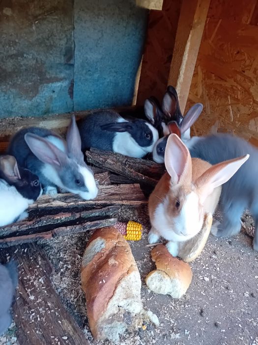 Iepuri hycole  de vanzare.