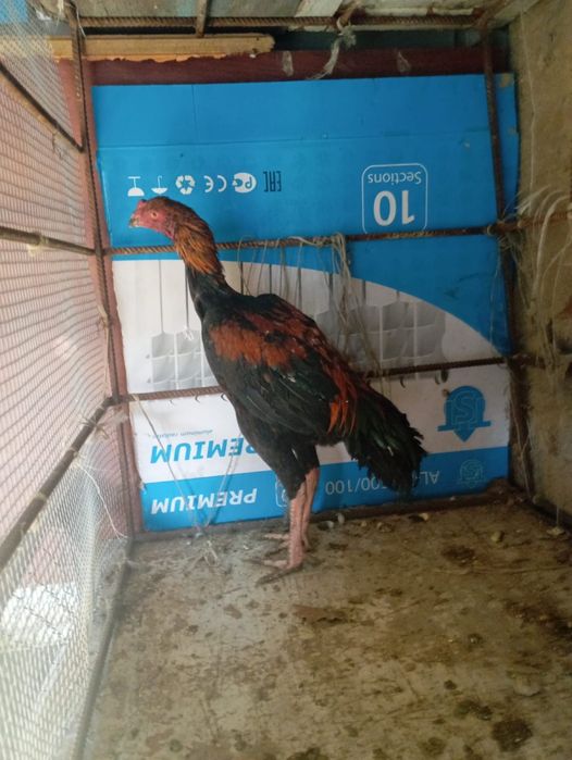 Дакан ннннннннннннннннннннн