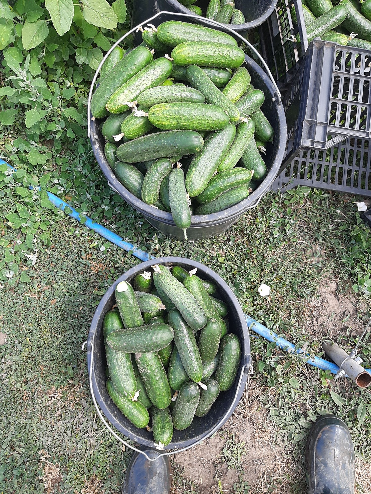Castraveti 2,5 lei kg