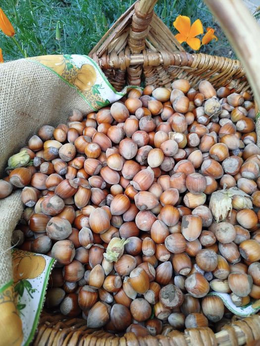 Vând alune Tonda Gentile bio