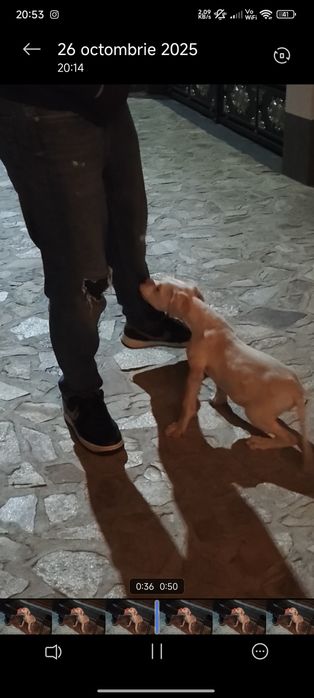 Dog Argentinian Femela