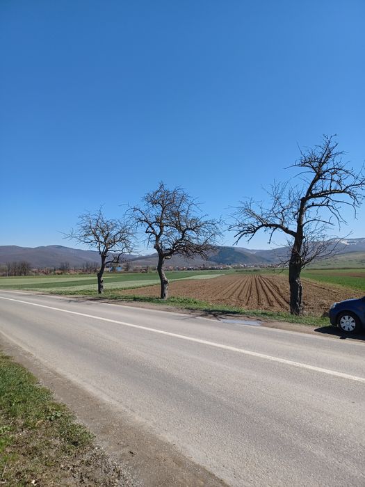 Vând teren 2.900 m.p. Budila la șosea 15 euro/m.p.