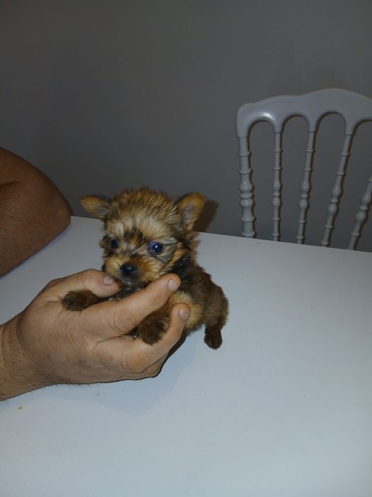 Yorkshire terrier