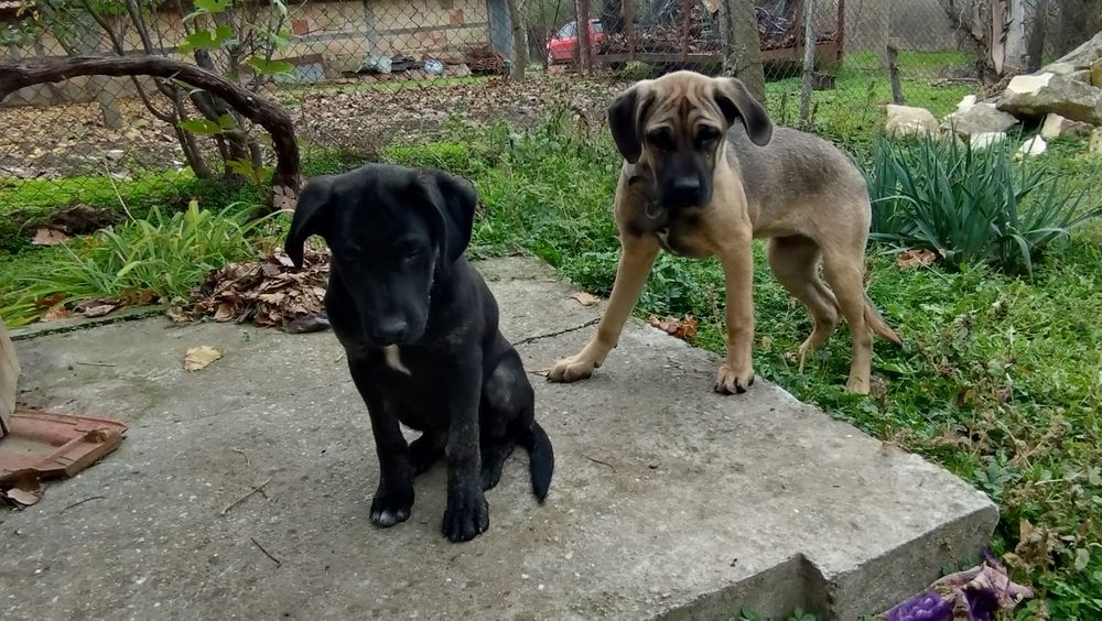 Продавам Немски дог