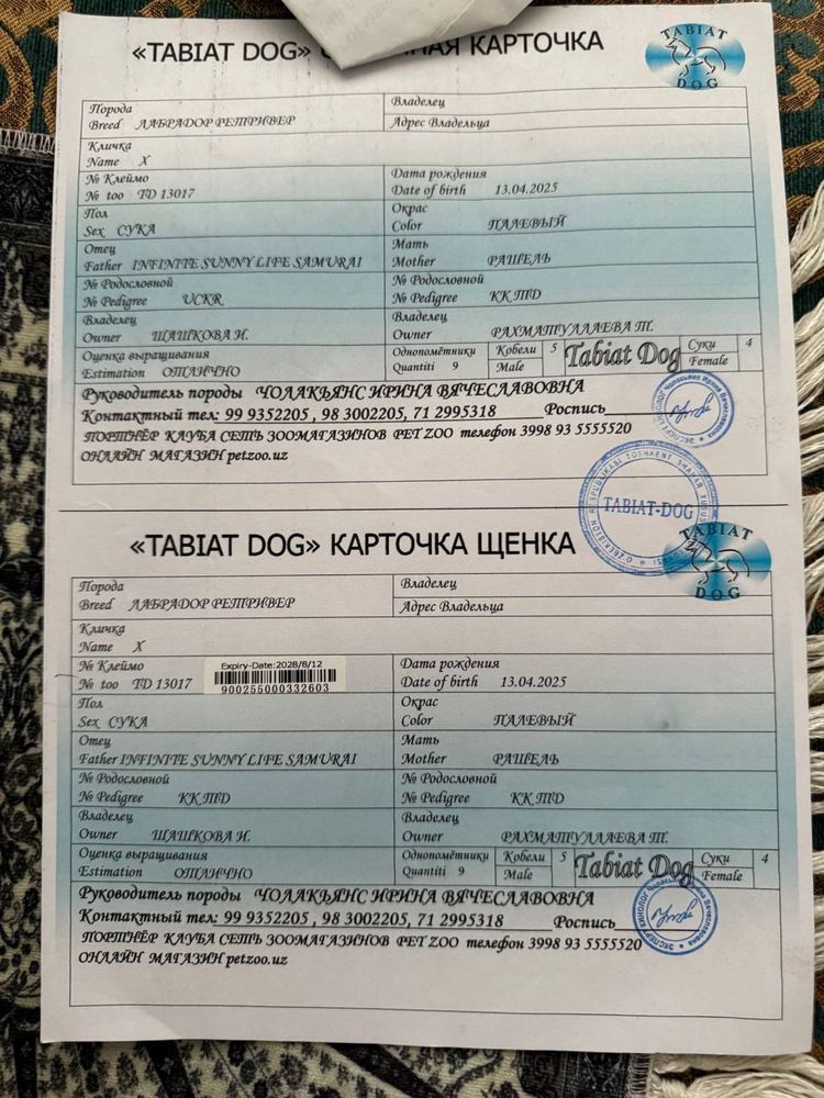 Чистокровный Лабрадор