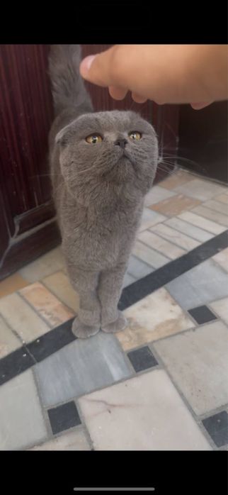 Скоттиш фолд, 2 года