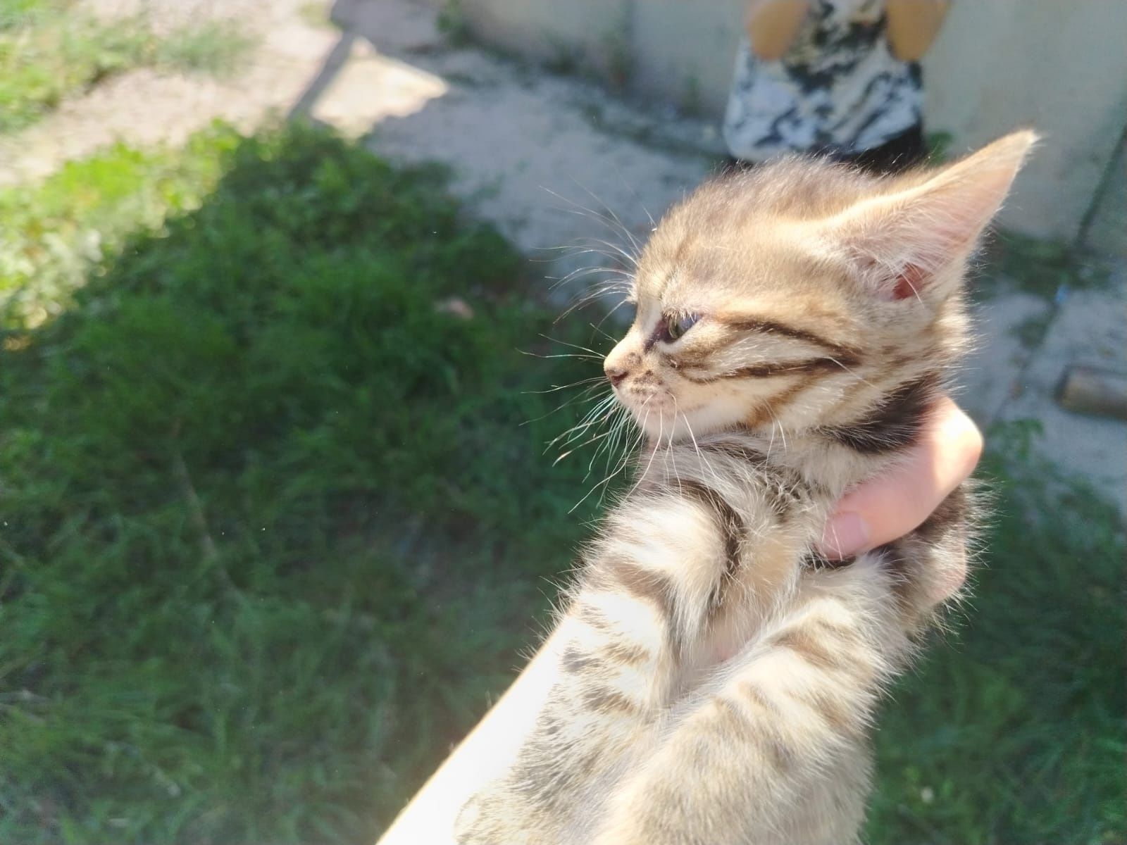 Котенок серый (девочка)