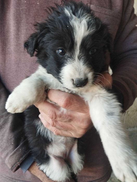 Отдам щенят бесплатно