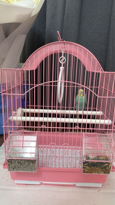 Попугай со всеми нужными вещами