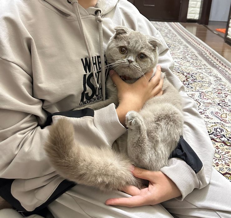 Продаю кошку парода Скоттиш фолд 7 месяцев