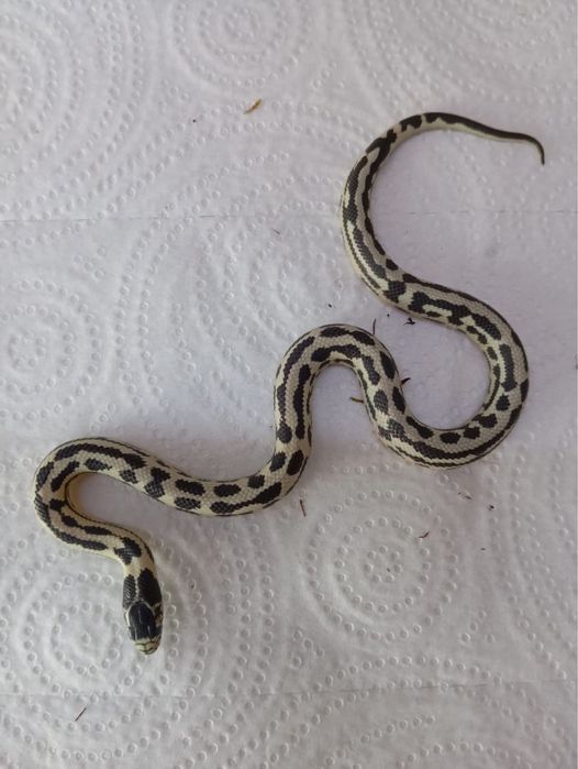 Королевские калифорнийские змеи