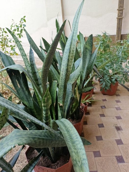 Tuvakda katta gullar donasi 60 mingdan