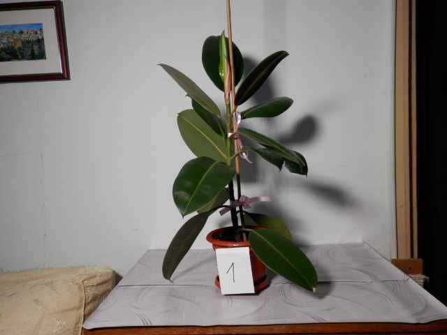 Ficus elastica robusta