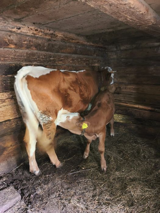 Vând vaca cu vital