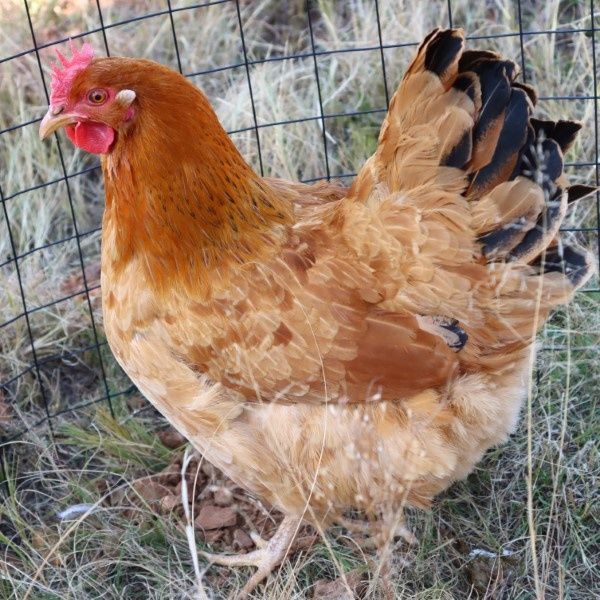 Vând 13 pui de găină cu vârsta de 12 zile