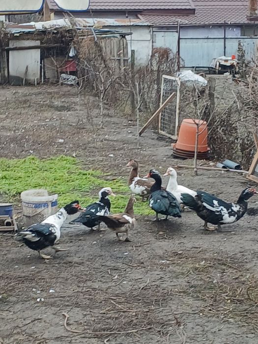 Vând rațe mute și rățoi.