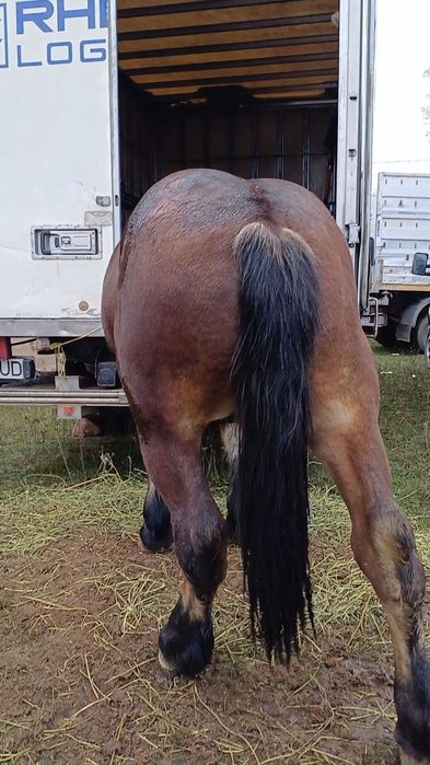 De vânzare mânz 1 și 7 luni