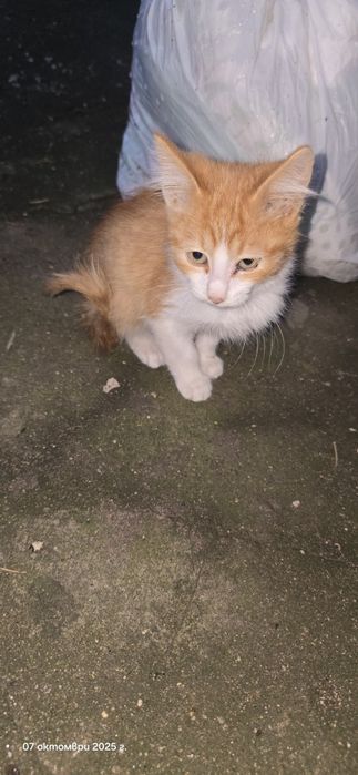 Котенца търсят дом