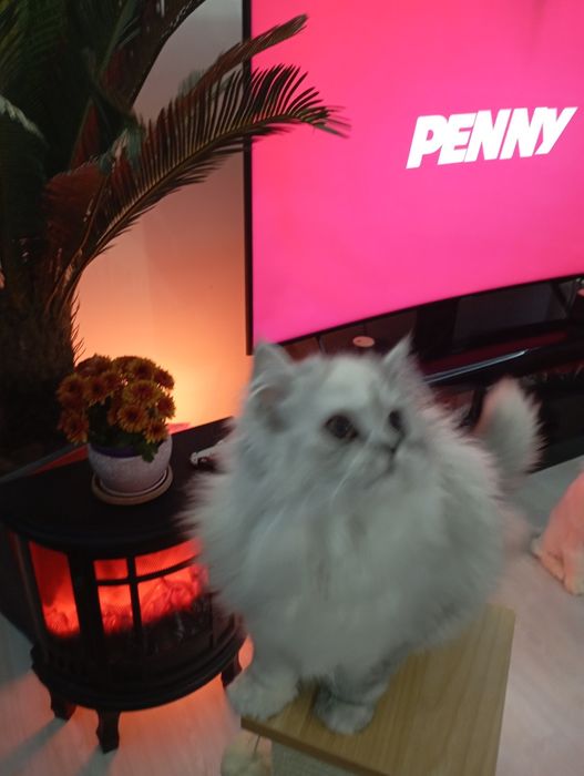 Pui pisica persana shinshilla silver