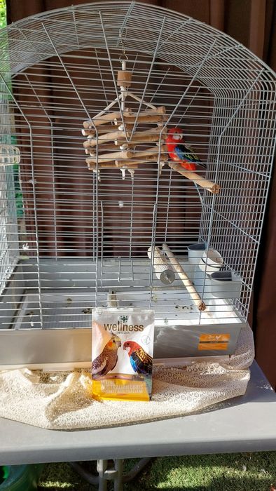 Vând papagal Rozela + cușcă