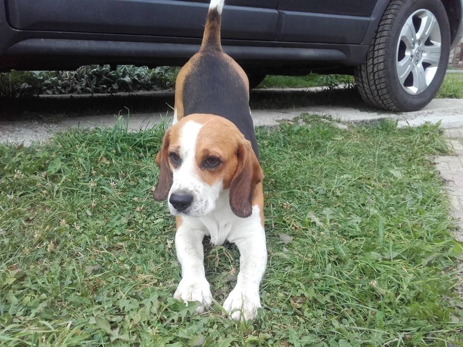 Cabana rustica Ollie-Retezat