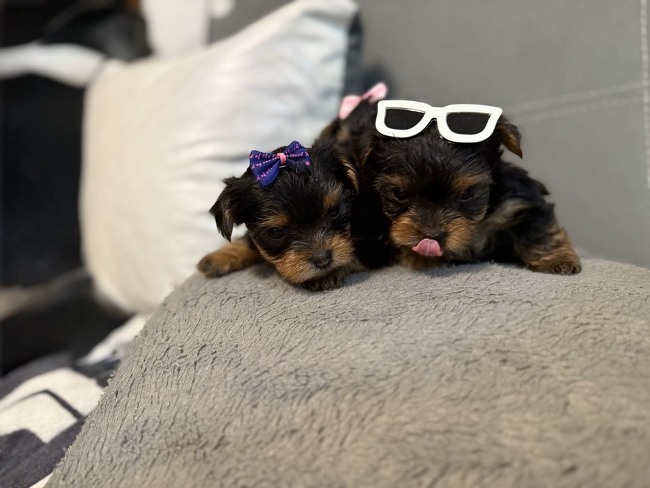 Йорки/Йоркширски териер