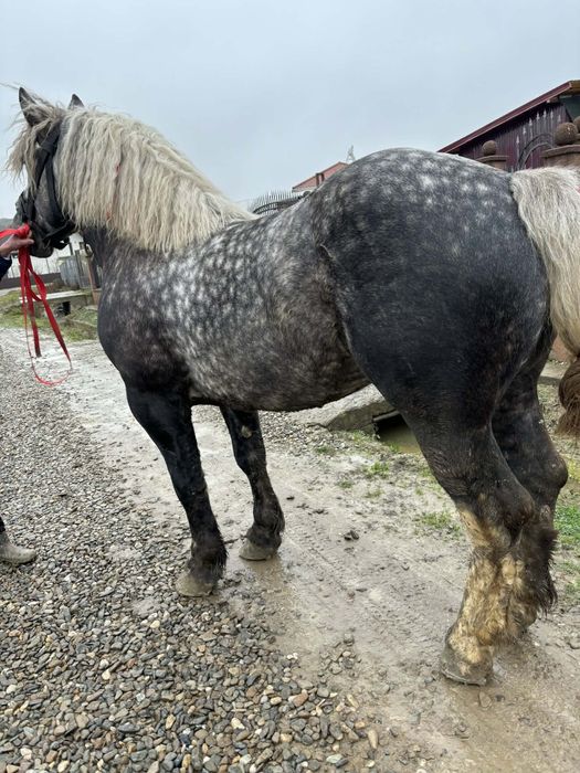 De vânzare armăsar,