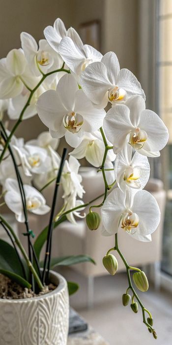 Отцветашка орхидея гигант