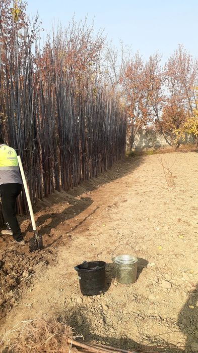 Klyon, yasin, sakura, akatsiya