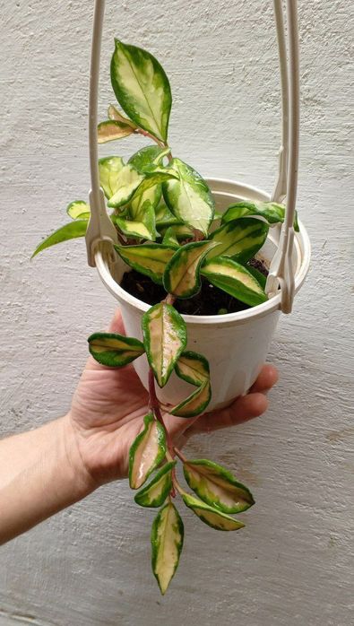 Хойя ‘Krimson Princess'. Экзотический сорт вариегатной хойи.