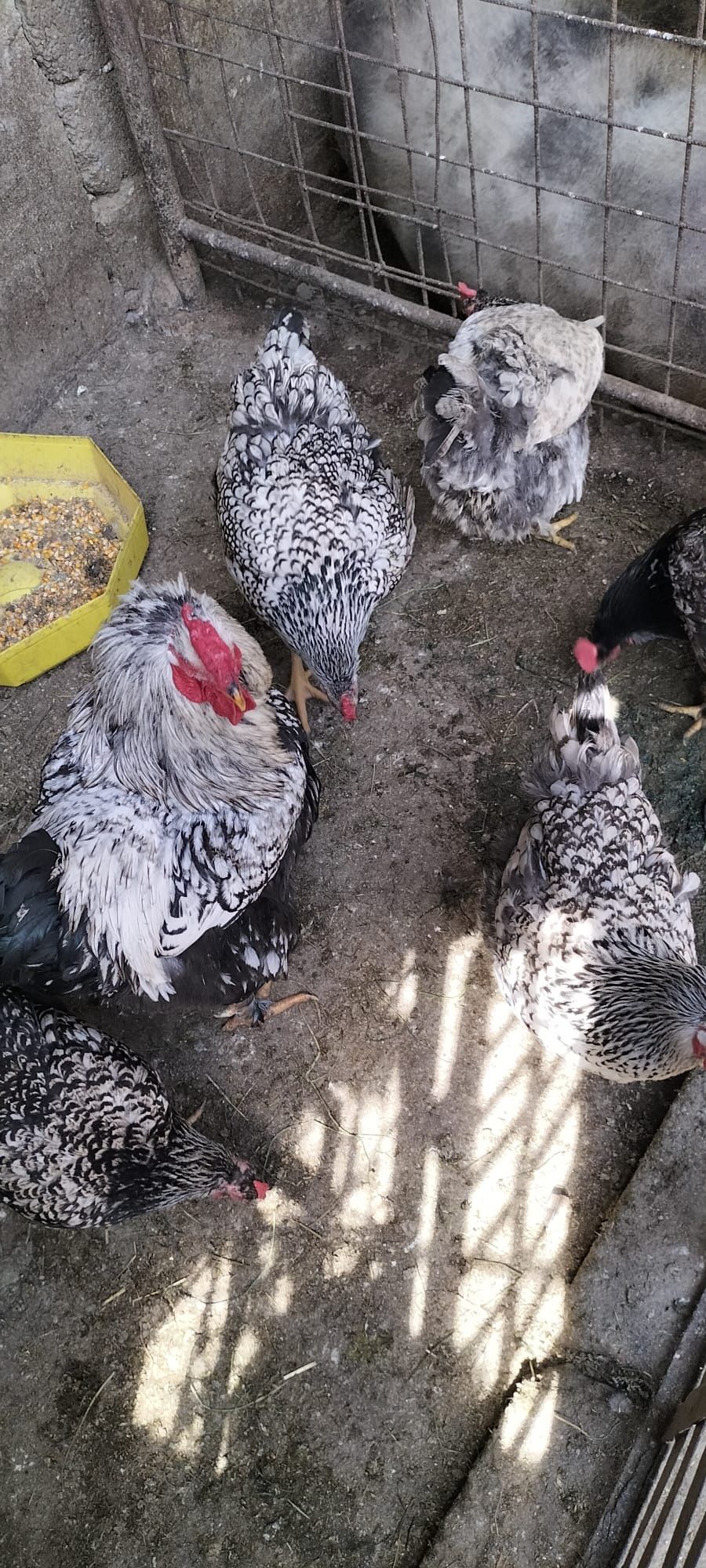 Păsări de vânzare