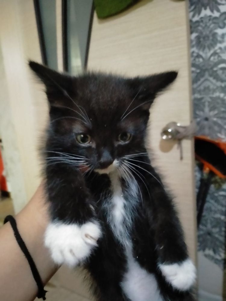 Котята бесплатно