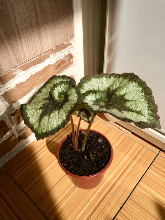 Домашние цветы, создающие уют