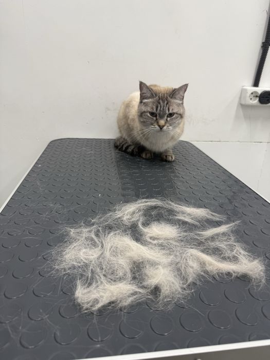 груминг кошек -экспресс линька