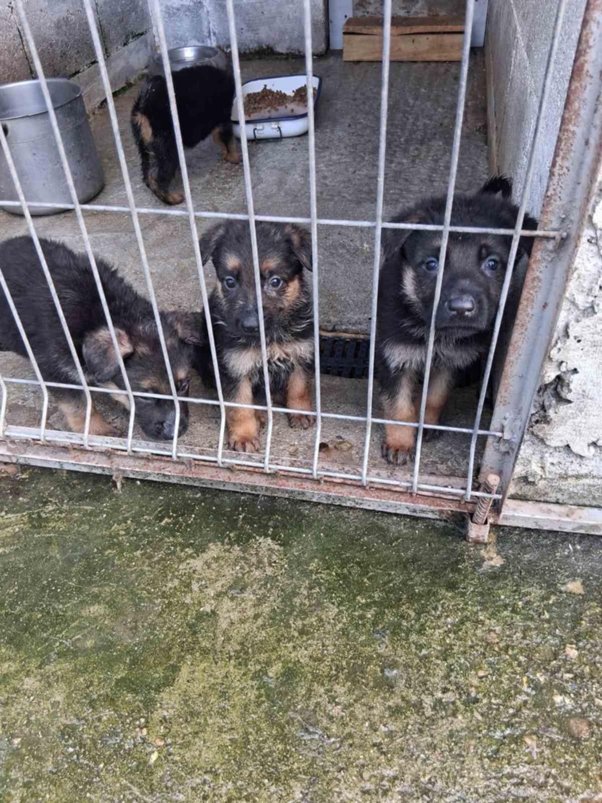 Продавам немски овчарки