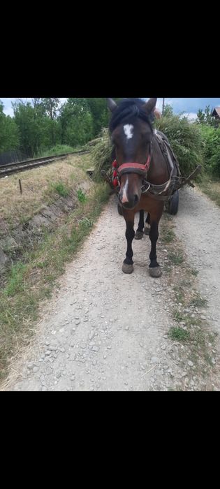 Iapa cu manz de vânzare