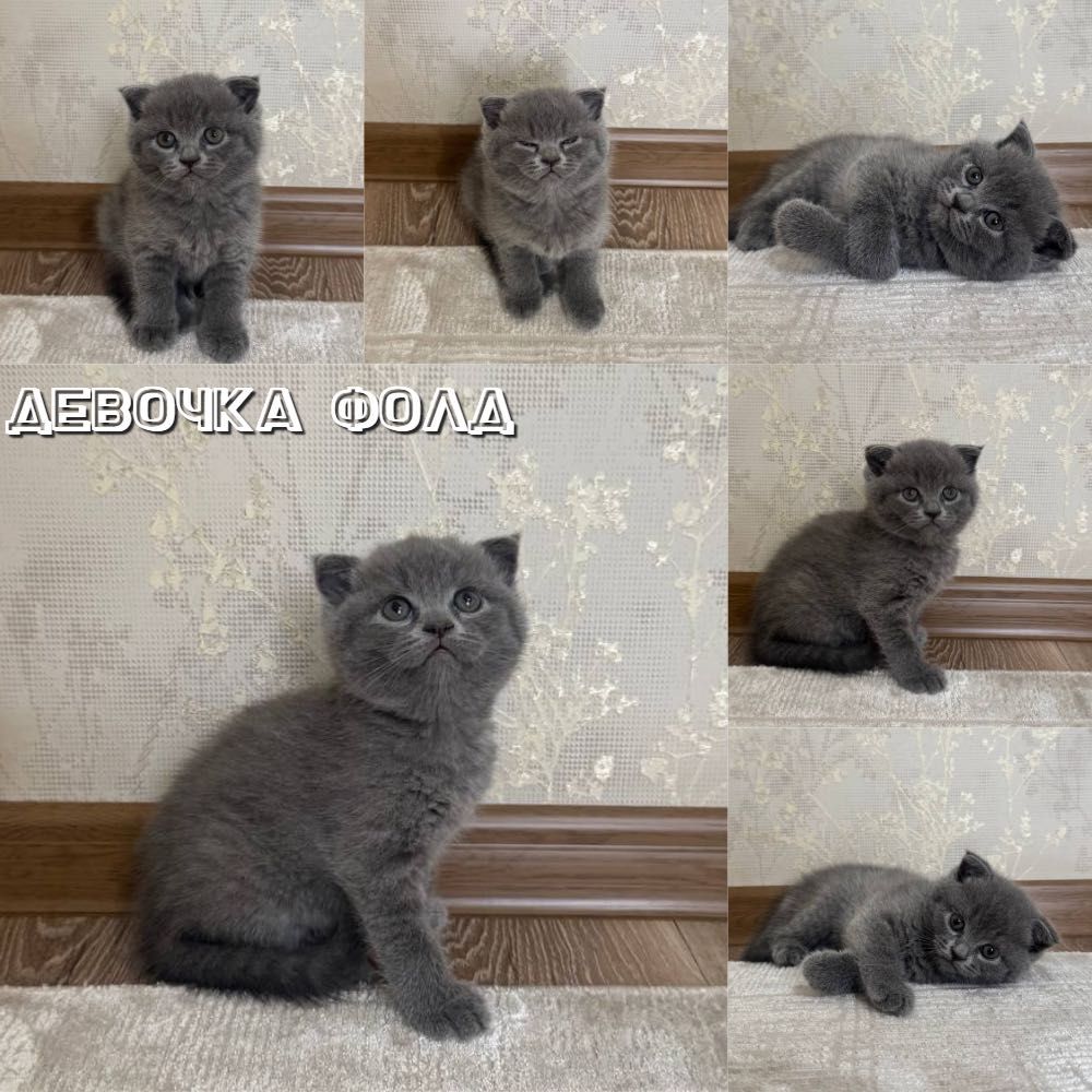 Котенок страйт/Фолд
