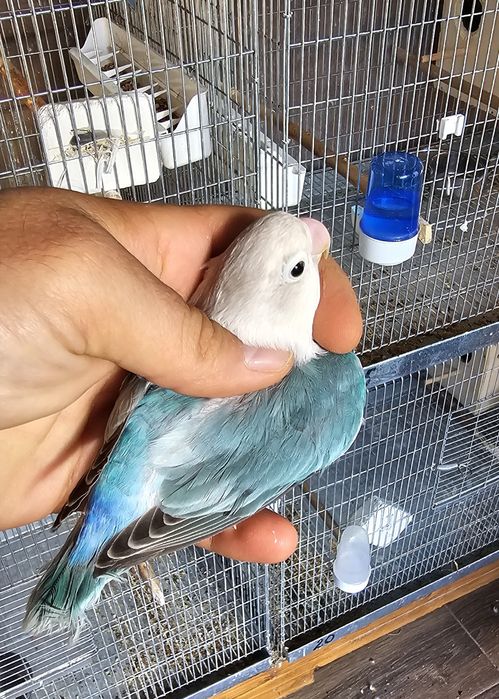 Pui Agapornis Fischeri
