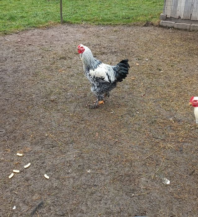 Cocos brahma vand sau schimb