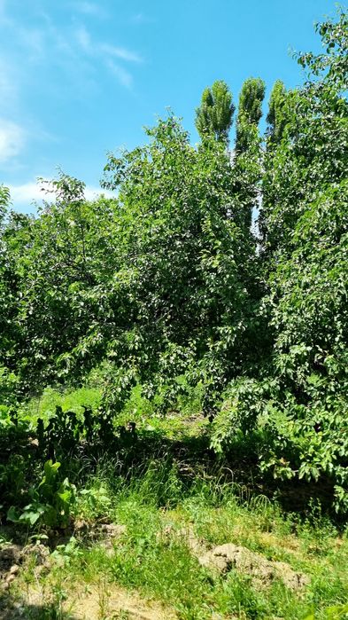 Уй сотилади ер нархида