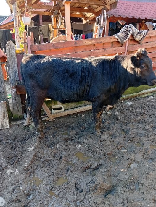 Vitica ,7 luni,rasa angus