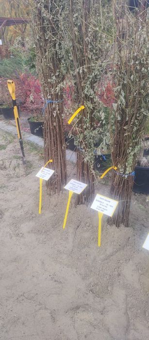 puieți de salcâm pentru împădurirea terenurilor degradate, agricole