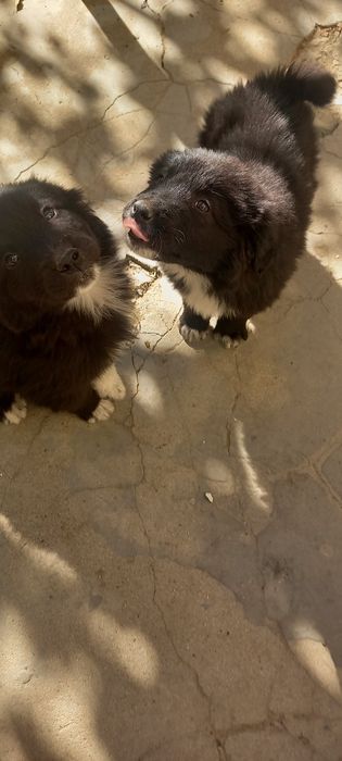 Продавам женско каракачанче на 2 месеца!