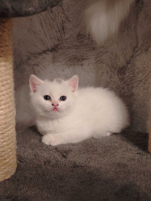 Pisoiaș British iubitor și dornic sa meargă la o familie iubitoare