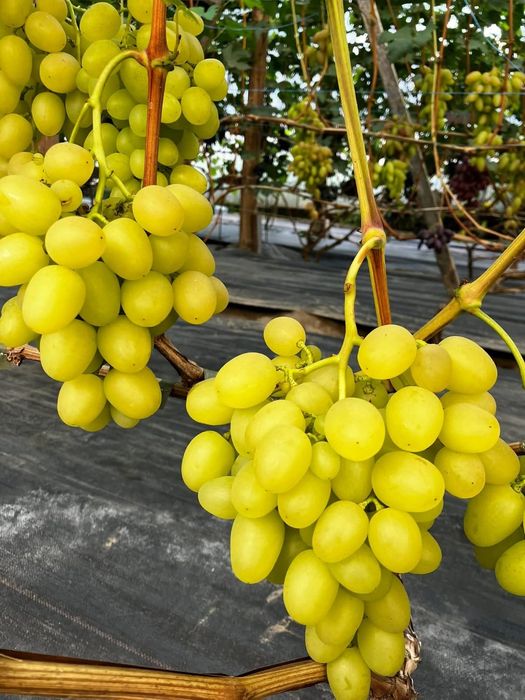 Vita de vie la ghiveci set de 10 soiuri