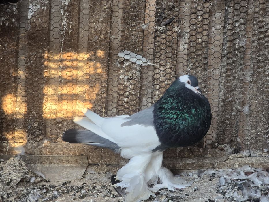 Гълъби - всякакви видове